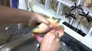 I really love this site. Solved How To Clean A Conch Shell How Co