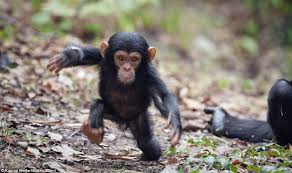 11146109 480739392074939 882858748717692880 N Jpg 960 569 Baby Chimpanzee Animals Funny Animals