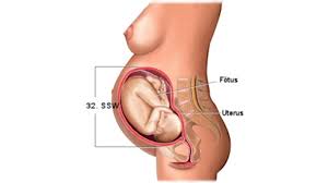 In der ssw 37 baut dein baby fettreserven auf. Entwicklung Embryo Fotus Grossen Tabelle Bilder Hallo Eltern