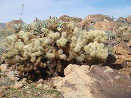 We need to have an overall. Footwear For Cactus Country Backpacking Light