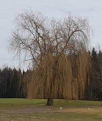 There are about 350 species in this genus worldwide, found primarily on moist soils in cooler zones in the northern hemisphere. Benutzer Daher92 Wiktionary
