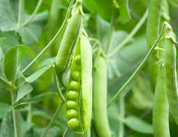 Get it as soon as mon, mar 29. Planting And Growing Peas Kellogg Garden Organics