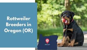 Further, expect to spend at least $300 annually if you would pursue pet health insurance. 21 Rottweiler Breeders In Oregon Or Rottweiler Puppies For Sale Animalfate