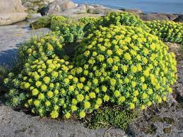 8 naturalnyh nootropov s nauchno dokazannoj effektivnostyu lajfhaker rasteniya sadovodstvo korni