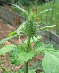 Image result for Leonotis decadonta