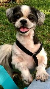 Shih tzu puppies puppy name: Sham Sham1463 Profile Pinterest