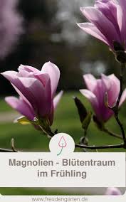 Magnolien Pflanzen Pflegen Standort Baume Garten Straucher Garten Und Magnolien