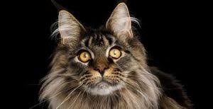 The breed could not have developed in. Maine Coon Cat Breed Profile Petfinder