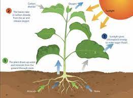 It is also essential to move the plant outside during the summer. Does Sugar Really Help Plants Grow Here S The Truth Do Not Disturb Gardening