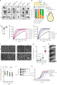 We did not find results for: Polarisome Scaffolder Spa2 Mediated Macromolecular Condensation Of Aip5 For Actin Polymerization Nature Communications