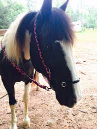 If you want a thinner set of reins, cut 6 strands instead. How To Make An Easy Diy Bridle For Your Horse The Broke Horseman