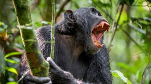 Their back legs are pretty short and their arms are really long. Chimps Are Killing People In Uganda It Broke Off The Arm Opened The Stomach And Removed The Kidneys Fox News