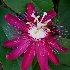 Includes flower list, how to plant and grow flowers, watering can, and flower's usages!! Buy Passiflora Krishnakamal Pink Flower Plant Online At Plantsguru Com
