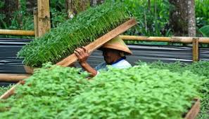 Cabaran menanam cili ini banyak. Program Cabai Polybag Tingkatkan Pendapatan Petani Bisnis Tempo Co