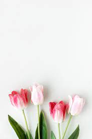Download Premium Image Of Pink Tulips On Blank White Background Template Pink Tulips Flower Background Wallpaper Flower Frame