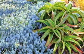 Image result for Aloe wollastonii