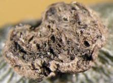 Image result for pseudomonas savastanoi pv nerii oleander symptoms