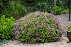 Image result for Polygala youngii