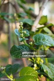 Image result for Basellaceae