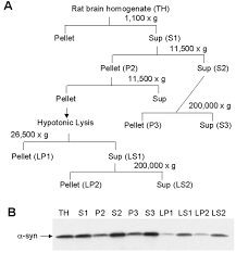 Check spelling or type a new query. Membrane Bound A Synuclein Has A High Aggregation Propensity And The Ability To Seed The Aggregation Of The Cytosolic Form Journal Of Biological Chemistry