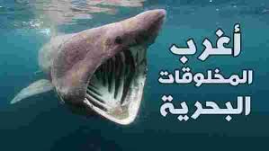 عند تفكيرنا بالبحر او المحيطات فاننا نتخيل اغلب الاحيان اغلب المخلوقات التي تعيش فيها مثل الحيتان والدلافين واسماك القرش القاتلة ولكن ا blog posts