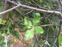 Image result for Euclea undulata