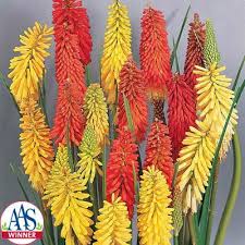 Image result for Kniphofia princeae
