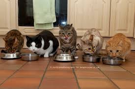 Learn more about the bengal cat breed and see if this cat with his distinctive spotted coat and large size, the bengal looks like a wild cat on the prowl, but although the first cat association to recognize the bengal was the international cat association. Bengal Cat Purrfect Bengals