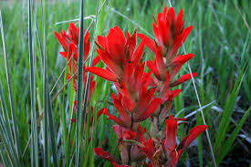 The nfl source for news, analysis, stats, scores, and rumors. Common Wildflowers Found In Colorado Where When To See