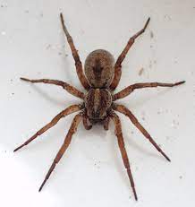 Spiders have only two body parts, the cephalothorax and the abdomen, and eight legs instead of six. Gardening Spiders Get A Bad Rap But They Re Really Our Friends Daily News