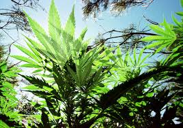 We are always proud to say. Marijuana Market Spikes Land Prices In Humboldt The Cannifornian
