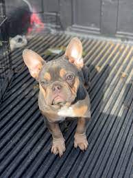 French bulldog dog breed information, pictures, care, temperament, health, puppies, breed history. Pin On Puppy