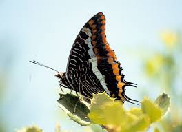 Image result for Drypetes arguta