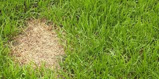 To fill in lawn ruts and holes, blend planting soil with sand and/or compost. How To Fix Dog Urine Patches In Grass How To Repair Your Lawn
