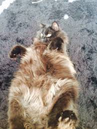 Chantilly Tiffany Or Norwegian Forest Mix Thecatsite