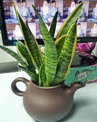 Pokok lidah mertua@ snake plant adalah pokok yang mudah di tanam. Pokok Lidah Jin Pokok Lidah Mak Mertua Sansevieria Is A Genus Of About 70 Species Of Flowering Plants Nat Planting Flowers Snake Plant Sansevieria