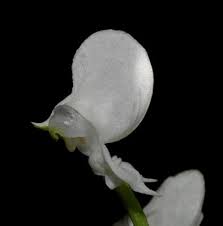 Image result for Disperis sp. nov. aff. macowanii