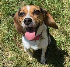 Fromm family foods a fifth generation family owned & operated artisan pet food company. Lorain Oh Beagle Meet Recaro A Pet For Adoption