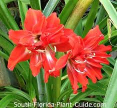 Originally from china, korea, and nepal, it was introduced into japan and from there to the united states and elsewhere. Amaryllis