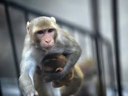 Thunderbow app was also removed from … we use cookies and other technologies on this website to enhance your user experience. World S First Human Monkey Hybrid Created In China Scientists Reveal The Independent The Independent