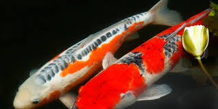 How much do your koi cost? King Of The River Koi At Portland Japanese Garden Portland Japanese Garden