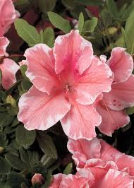One Of The Newest Encore Azaleas Autumn Sunburst Is A Bright Highlight In The Garden Growing Compactly Azalea Flower Azaleas Landscaping Flowering Bushes