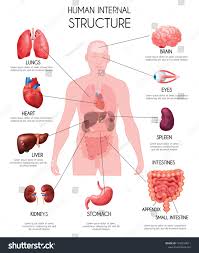 Realistic Human Internal Organs Infographics White Background With Lungs Heard Liver Kidneys Brain Eyes Spleen Intestines D Human Body Organs Human Lungs Human