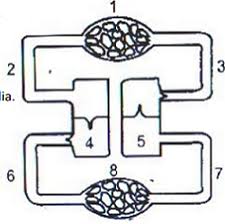 Carry blood towards the heart (usually deoxygenated blood, except for the pulmonary vein). Given Alongside Is A Simple Diagram Of The Circulation Of Blood In A Mammal Showing The Main Blood Vessesl Sarthaks Econnect Largest Online Education Community