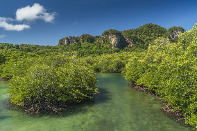 Mangrove Conservation and Blue Carbon Initiatives in Coastal Kenya - The Reach Alliance
