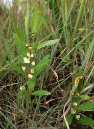 Image result for Eugenia malangensis