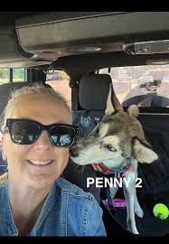 Meet Bear. Our newest Goofy Husky. Thank you AZ Husky Rescue!