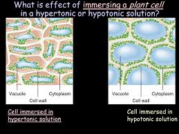 To perform a lab/experiment involving plant cells immersed in different solutions click here. Chapter 5 The Cell Surface And Cytoskeleton 3 D Journey 3 D Journey Ppt Download