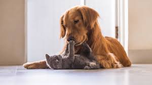 Or maybe you're looking to get a dog and don't want to compromise the look of your home, and wondering how your floors will hold up to a new rambunctious pet in the house. 7 Of The Best Flooring Options For Pets Weber Uk