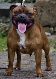 Pin By Faith Moore On The Stafford Collection Photo Gallery Top Quality Staffordshire Bull Terrier Staffy Dog Staffordshire Terrier Staff Bull Terrier